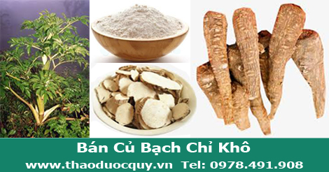 Củ Bạch Chỉ Khô