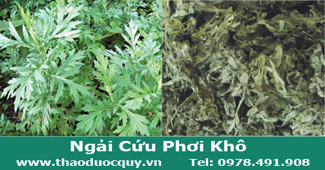 Ngải Cứu Khô / Ngải Diệp