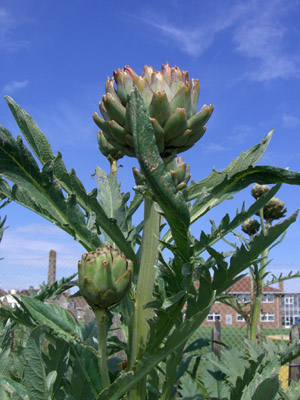 Thân cây Atiso khô