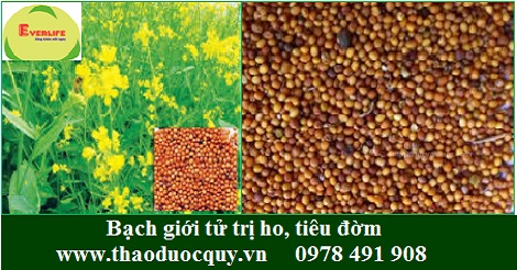 Bạch giới tử/ Hạt cải trắng