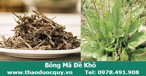Bông Mã Đề khô