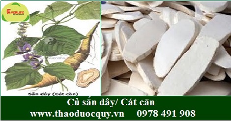 Cát căn/ Củ sắn dây