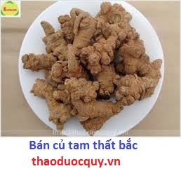 Cách dùng củ Tam thất bắc phòng và trị bệnh