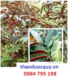 Trà dược trị mẩn ngứa, dị ứng, mày đay