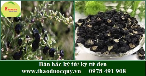 Hắc kỷ tử/ Kỷ tử đen