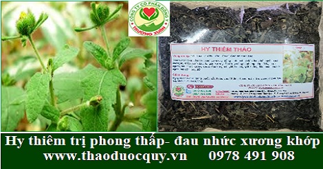 Hy thiêm thảo - trị phong thấp, đau nhức xương khớp