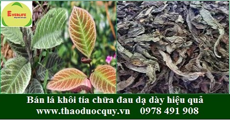 Lá khôi/ Khôi nhung/ Khôi tía