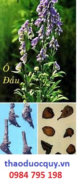 Phụ tử