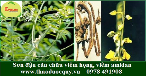 Sơn đậu căn