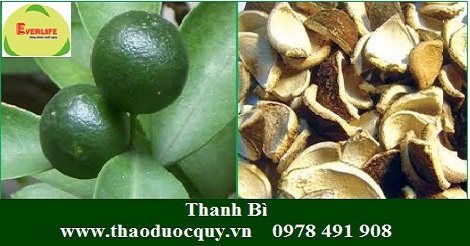 Thanh bì/ vỏ quýt xanh