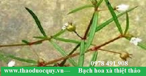 Bạch hoa xà thiệt thảo chống viên, trừ ung nhọt