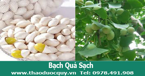 Bạch Quả / Ngân Hạnh
