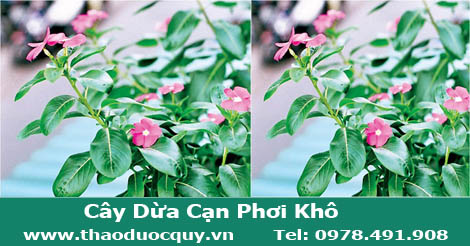Cây Dừa Cạn Phơi Khô