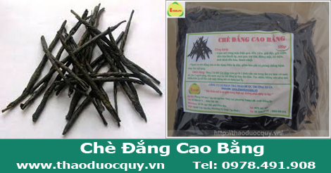 Trà đắng/Chè Đắng Cao Bằng