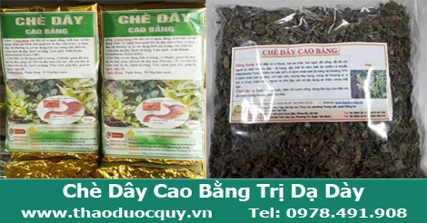 Chè Dây Cao Bằng Chè Dây Cao Bằng