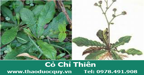 Cỏ chỉ thiên