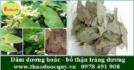 Dâm Dương Hoắc Sapa - Bổ thận tráng dương