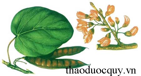 Xích Đậu