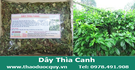 Dây Thìa Canh - hạ đường huyết - trị tiểu đường