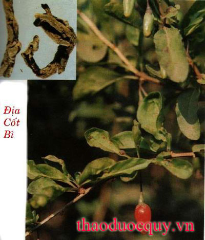 Địa Cốt Bì