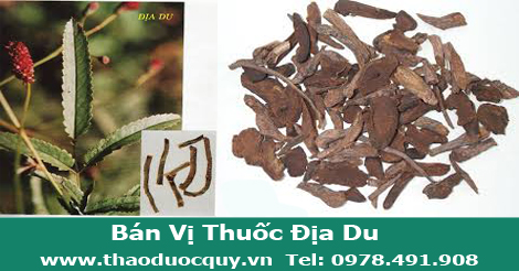 Địa du