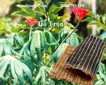 Đỗ Trọng