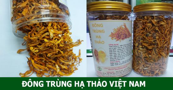 Đông trùng hạ thảo/ Nấm đông trùng hạ thảo
