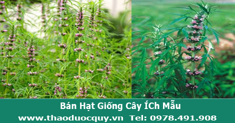 Hạt giống cây Ích mẫu
