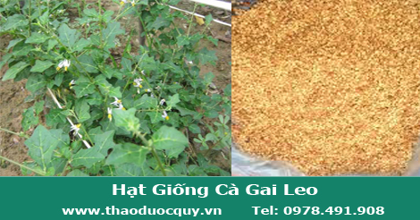Hạt Giống Cà Gai Leo