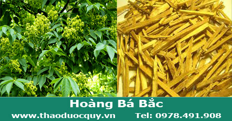 Hoàng bá