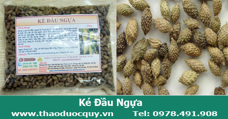 Ké đầu ngựa- Chữa viêm xoang, dị ứng