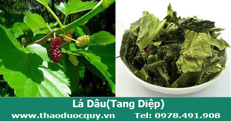 Lá dâu tằm/ Tang diệp an thần, mát phổi, mát gan