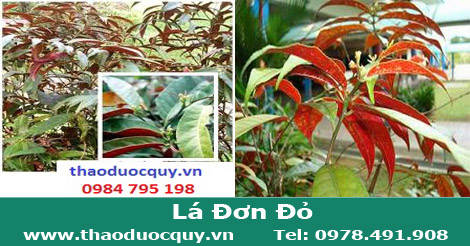 Lá đơn đỏ - trị mụn nhọt, mẩn ngứa