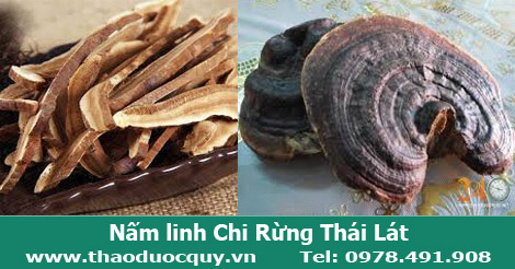 Nấm linh chi rừng/Nấm linh chi rừng thái lát