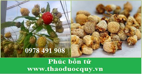 Phúc bồn tử Phúc bồn tử
