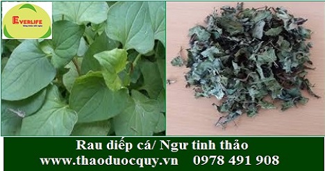 Rau diếp cá/ Ngư tinh thảo