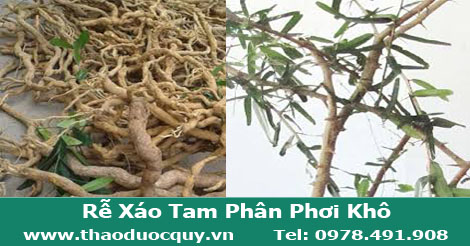 Rễ Cây Xáo Tam Phân/ Rễ xáo tam phân