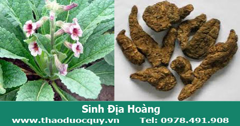 Sinh địa hoàng