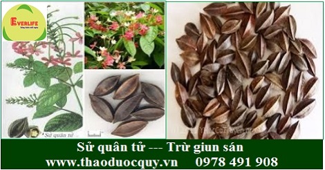 Sử quân tử - trừ giun sán