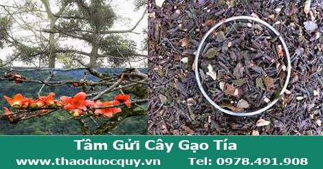 Tầm Gửi Cây Gạo Tía