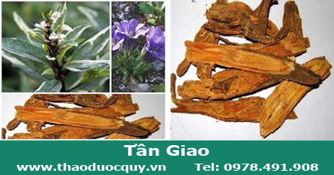 Tần giao - trị đau nhức xương khớp