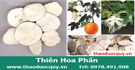 Thiên hoa phấn - Chữa tiểu đường