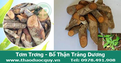 Cây Tơm trơng - chữa bệnh gout (gút)