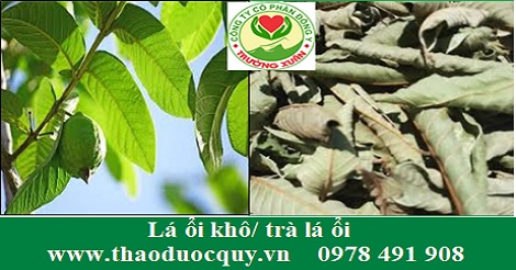 Lá ổi/ trà lá ổi phòng và trị bệnh tiểu đường