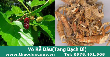 Tang bạch bì/ Vỏ rễ dâu