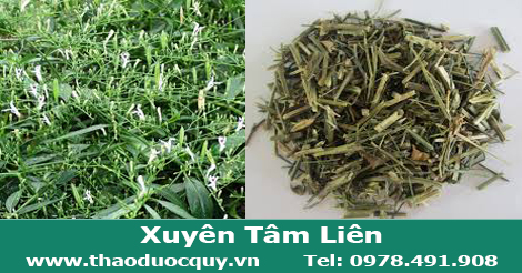 Xuyên Tâm Liên