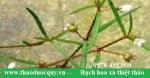 Bạch hoa xà thiệt thảo chống viên, trừ ung nhọt