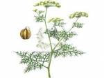 Bài thuốc trị Chàm da (còn gọi eczema)