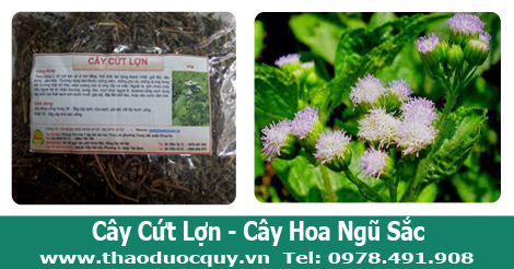 C&acirc;y cứt lợn trị vi&ecirc;m xoang hiệu quả