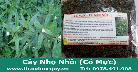 h&igrave;nh-ảnh-c&acirc;y-nhọ-nhồi